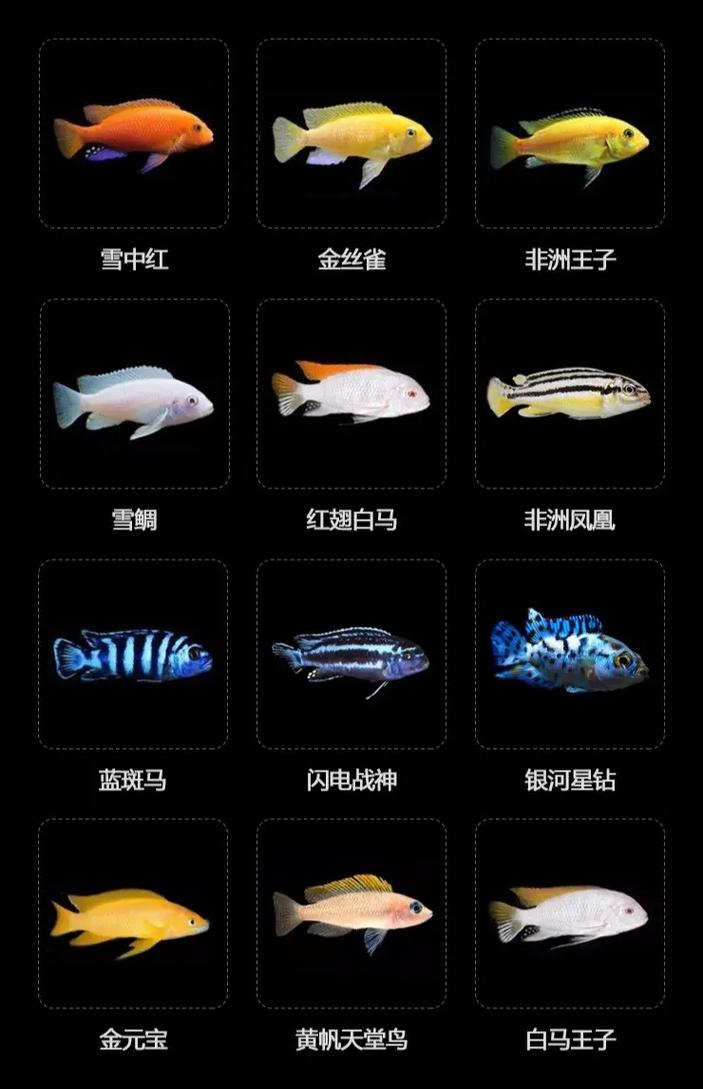 关于“膨胀的鱼人卵”的解答