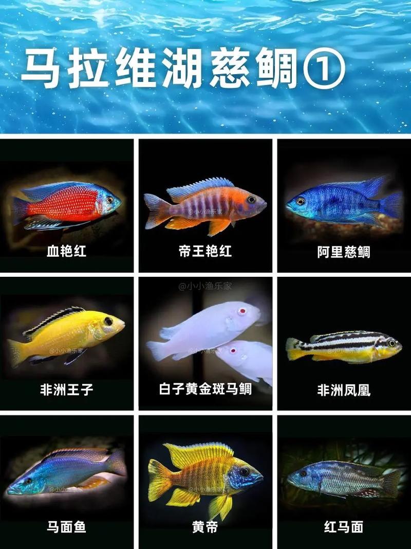关于“膨胀的鱼人卵”的解答-第5张图片 关于“膨胀的鱼人卵”的解答-第5张图片