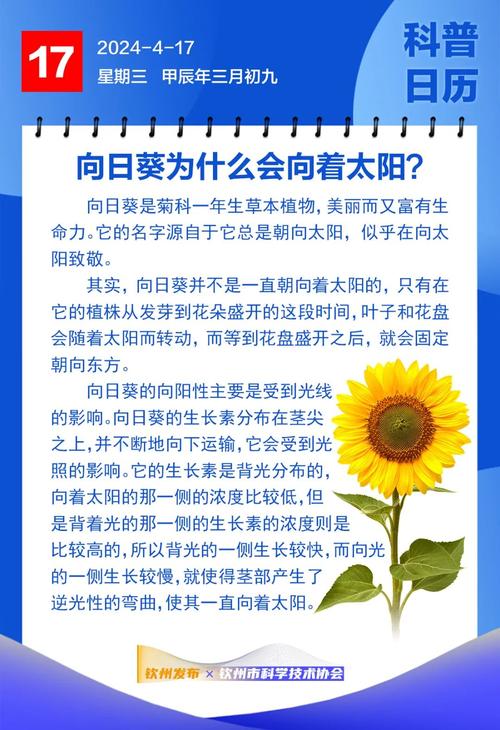 关于“向日葵会一直跟着太阳的方向转来转去吗”的解答-第2张图片 关于“向日葵会一直跟着太阳的方向转来转去吗”的解答-第2张图片