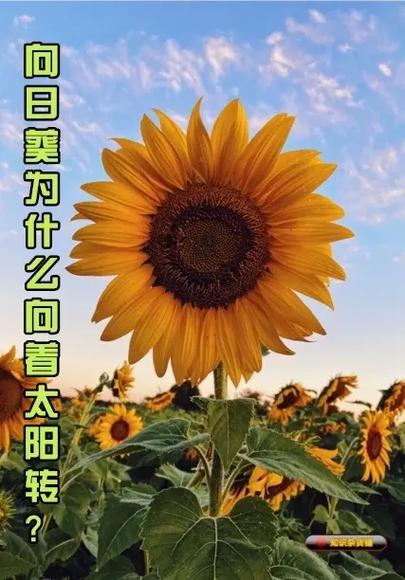 关于“向日葵会一直跟着太阳的方向转来转去吗”的解答-第7张图片 关于“向日葵会一直跟着太阳的方向转来转去吗”的解答-第7张图片