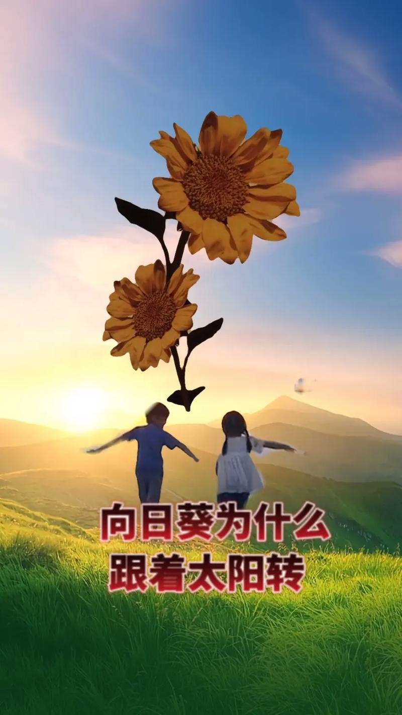 关于“向日葵会一直跟着太阳的方向转来转去吗”的解答-第8张图片 关于“向日葵会一直跟着太阳的方向转来转去吗”的解答-第8张图片