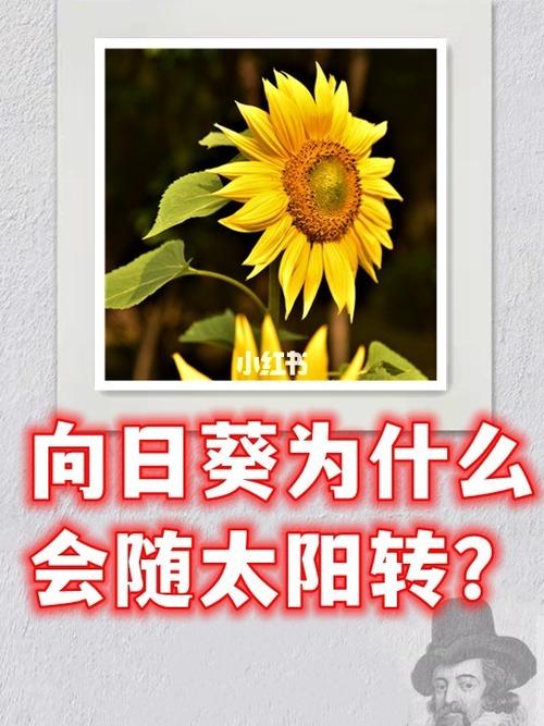 关于“向日葵会一直跟着太阳的方向转来转去吗”的解答-第9张图片 关于“向日葵会一直跟着太阳的方向转来转去吗”的解答-第9张图片