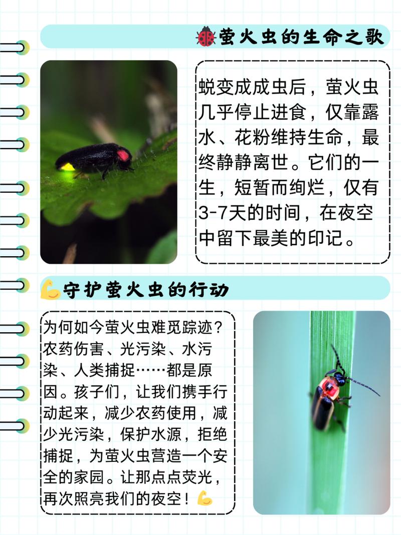 莹火虫在发光的时候同时也发热吗-莹火虫为什么会发光打一生肖-第7张图片 莹火虫在发光的时候同时也发热吗-莹火虫为什么会发光打一生肖-第7张图片