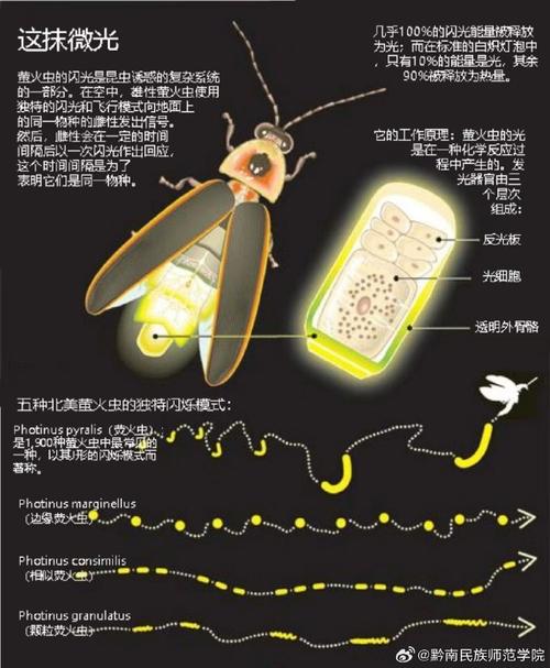 莹火虫在发光的时候同时也发热吗-莹火虫为什么会发光打一生肖-第9张图片 莹火虫在发光的时候同时也发热吗-莹火虫为什么会发光打一生肖-第9张图片