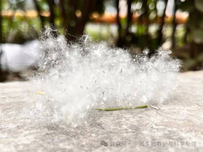 春天随风飘扬的柳絮是柳树的什么，随风飘动的柳枝那是春天的头发吧
