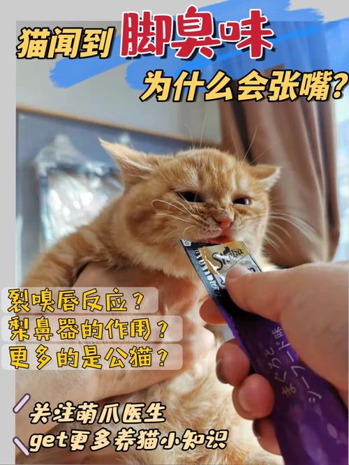 【猫咪闻到臭脚后为什么会张开嘴，猫咪闻到臭脚表情惊讶】