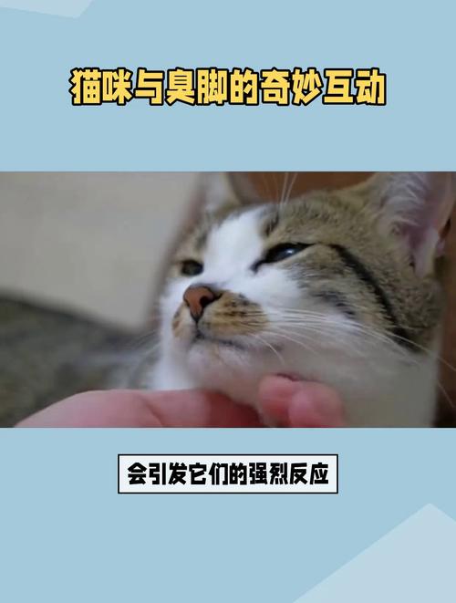 【猫咪闻到臭脚后为什么会张开嘴,猫咪闻到臭脚表情惊讶】-第3张图片 【猫咪闻到臭脚后为什么会张开嘴,猫咪闻到臭脚表情惊讶】-第3张图片