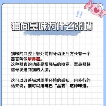 【猫咪闻到臭脚后为什么会张开嘴,猫咪闻到臭脚表情惊讶】-第5张图片 【猫咪闻到臭脚后为什么会张开嘴,猫咪闻到臭脚表情惊讶】-第5张图片