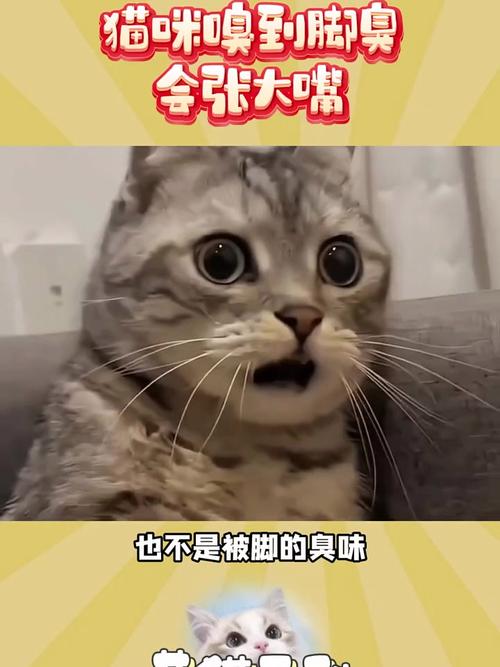 【猫咪闻到臭脚后为什么会张开嘴,猫咪闻到臭脚表情惊讶】-第9张图片 【猫咪闻到臭脚后为什么会张开嘴,猫咪闻到臭脚表情惊讶】-第9张图片