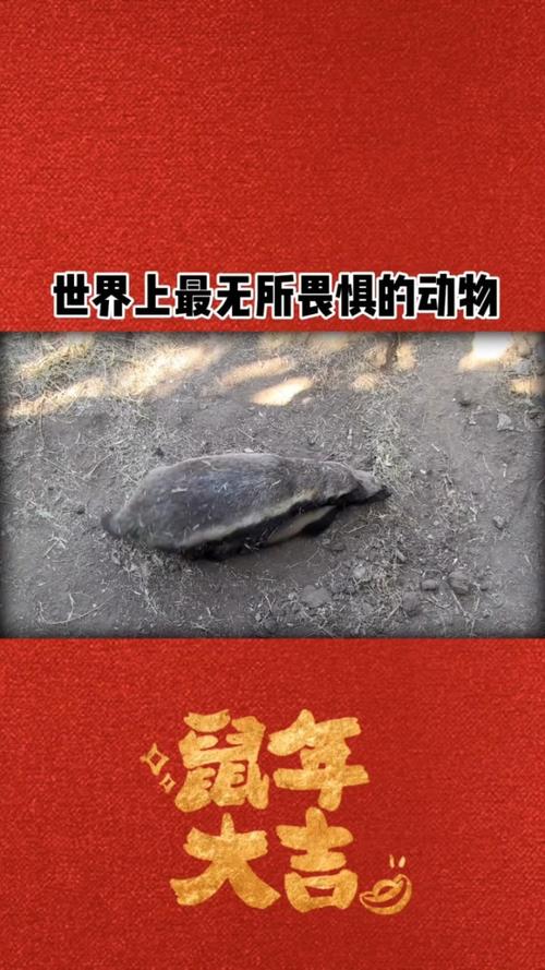 【人称平头哥的动物是,被称平头哥的动物】-第3张图片 【人称平头哥的动物是,被称平头哥的动物】-第3张图片