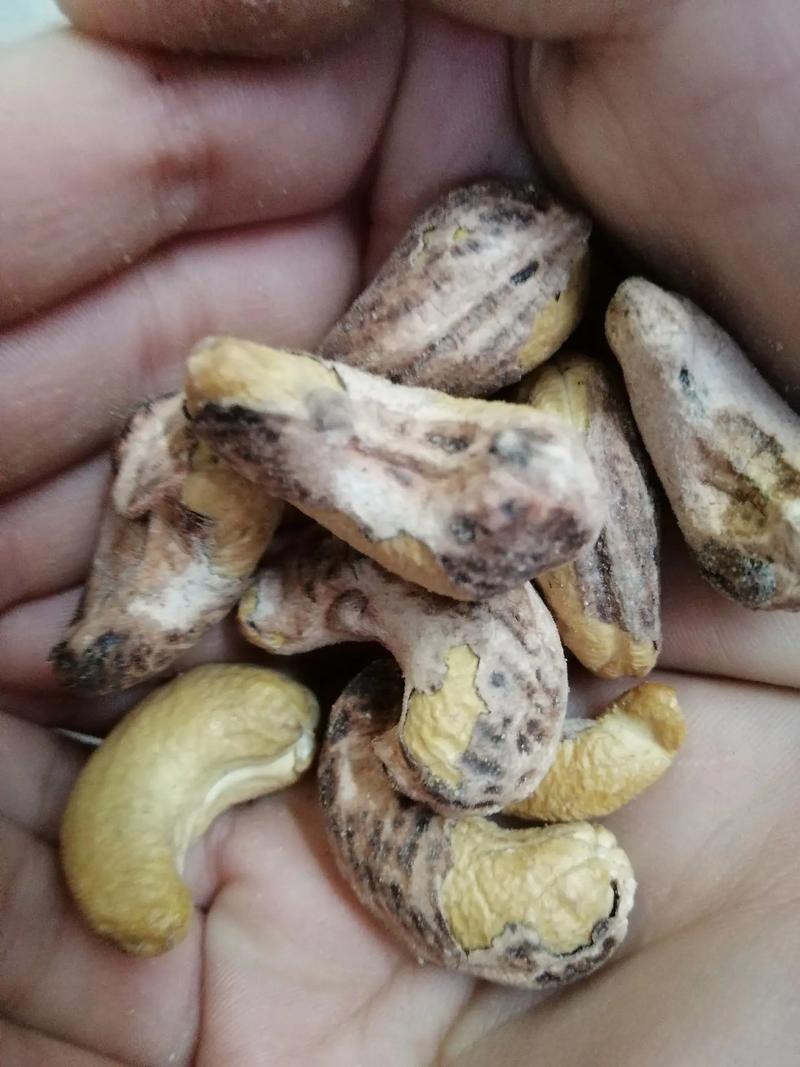 腰果放置久了有一股哈喇味,腰果放久了有一股子哈喇味-第1张图片 腰果放置久了有一股哈喇味,腰果放久了有一股子哈喇味-第1张图片