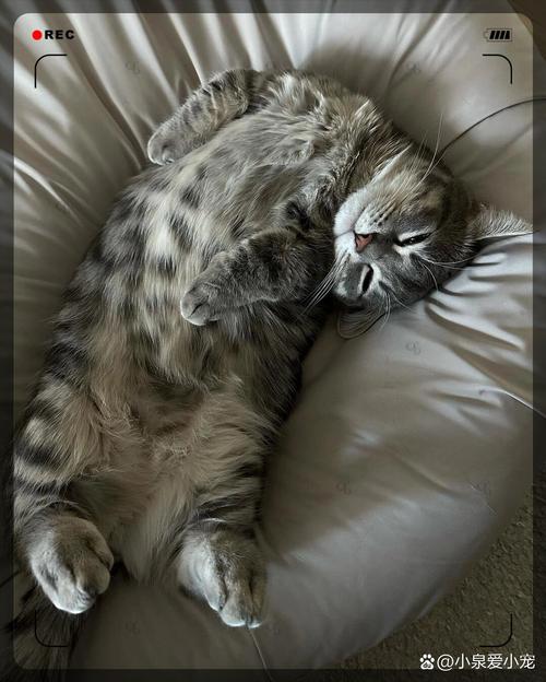 猫咪睡觉时为什么把身体蜷成团/猫咪睡觉时为什么蜷缩起来-第3张图片 猫咪睡觉时为什么把身体蜷成团/猫咪睡觉时为什么蜷缩起来-第3张图片