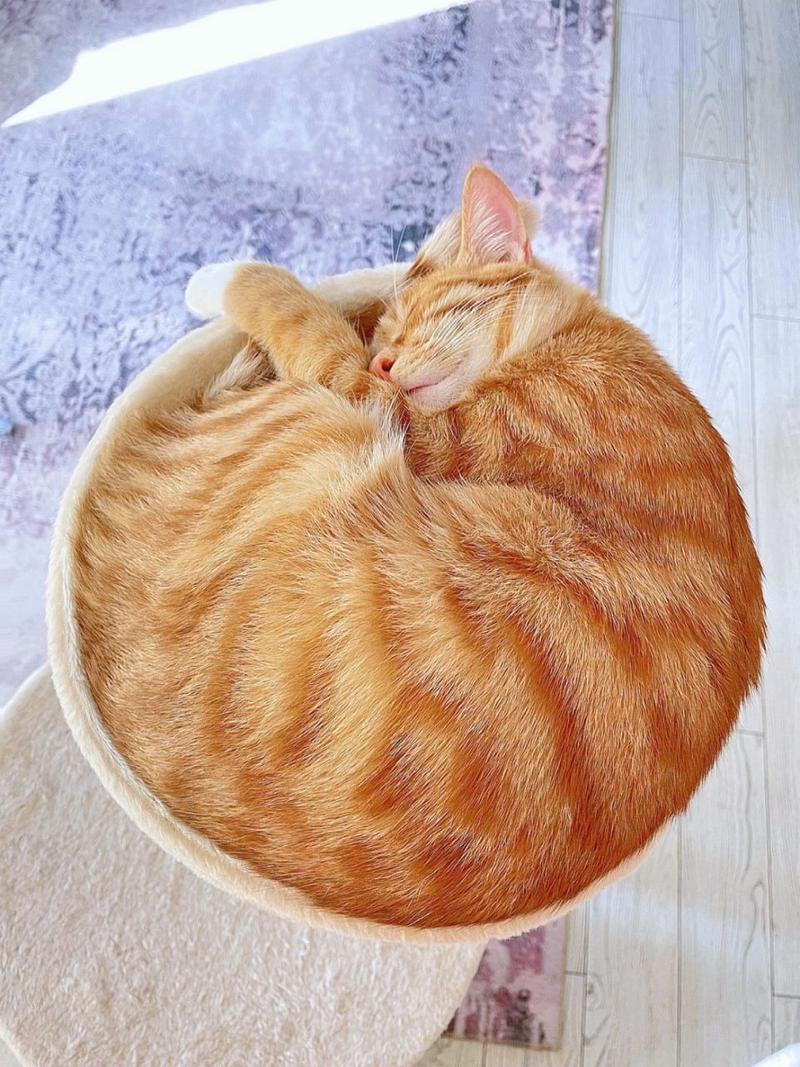 猫咪睡觉时为什么把身体蜷成团/猫咪睡觉时为什么蜷缩起来-第5张图片 猫咪睡觉时为什么把身体蜷成团/猫咪睡觉时为什么蜷缩起来-第5张图片