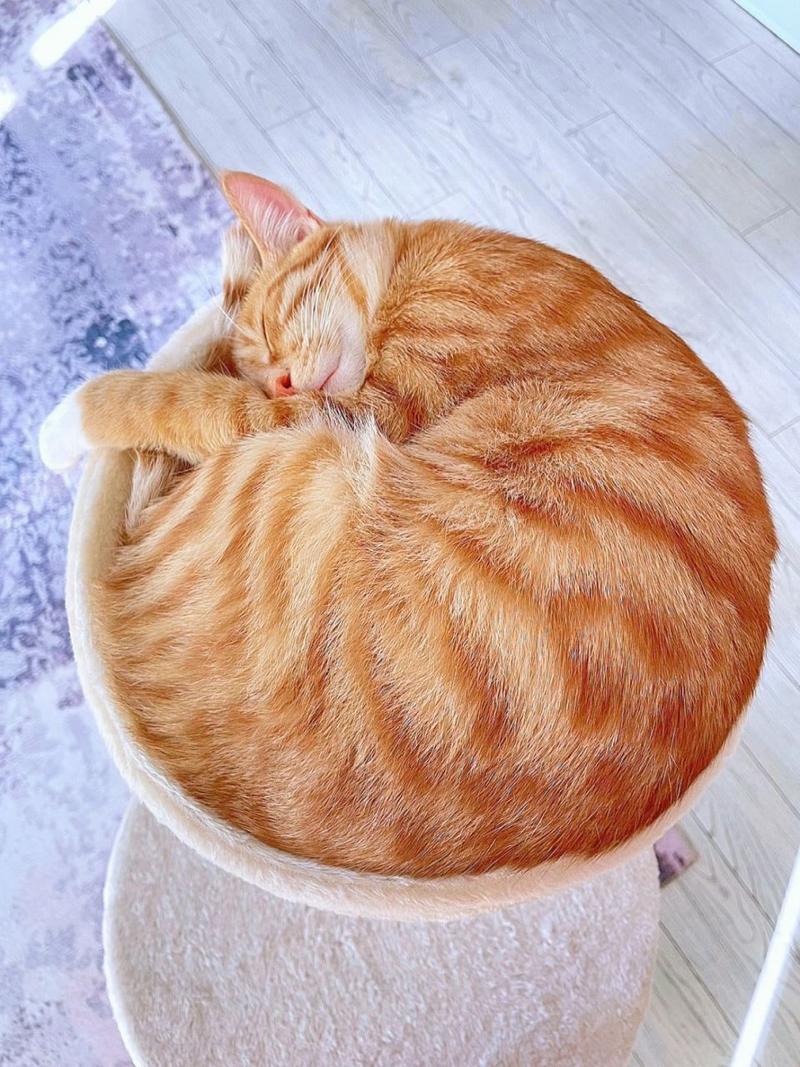 猫咪睡觉时为什么把身体蜷成团/猫咪睡觉时为什么蜷缩起来-第9张图片 猫咪睡觉时为什么把身体蜷成团/猫咪睡觉时为什么蜷缩起来-第9张图片