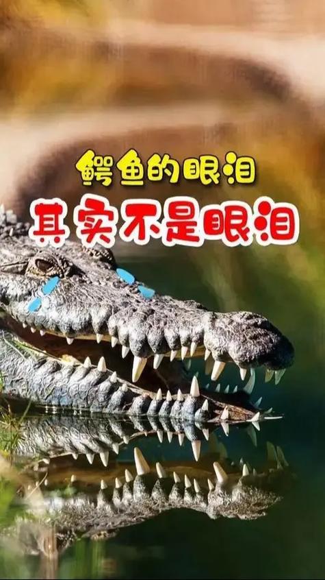 装眼泪的容器叫啥-眼泪妆容-第3张图片