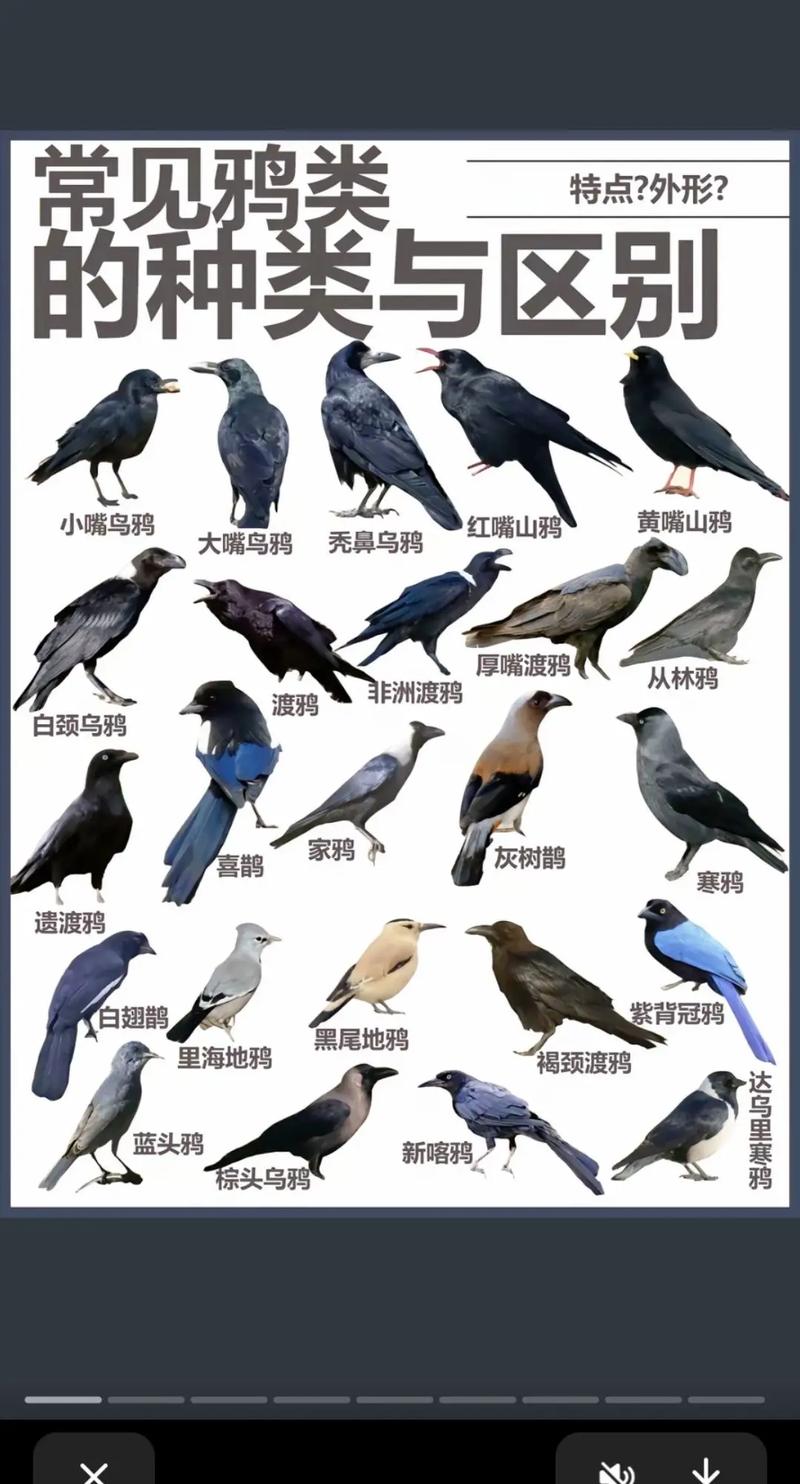 关于“辅助乌鸦技能加点”的解答-第2张图片 关于“辅助乌鸦技能加点”的解答-第2张图片