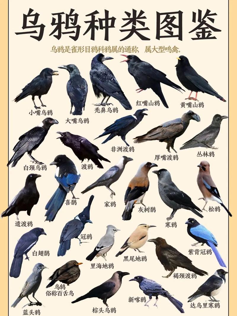 关于“辅助乌鸦技能加点”的解答-第4张图片 关于“辅助乌鸦技能加点”的解答-第4张图片