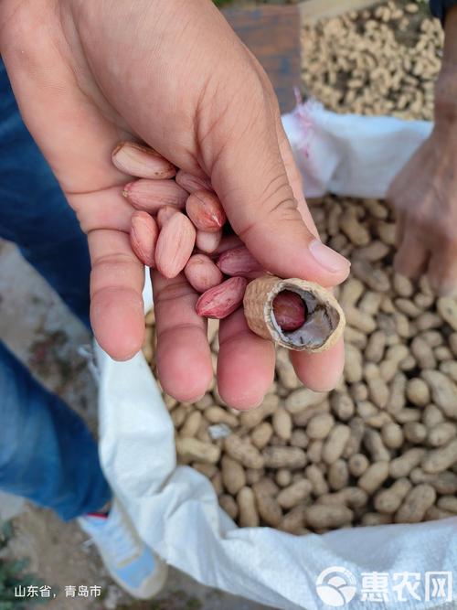 太空新品种有哪些/最新的太空-第4张图片
