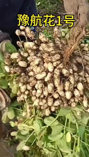 太空新品种有哪些/最新的太空-第5张图片