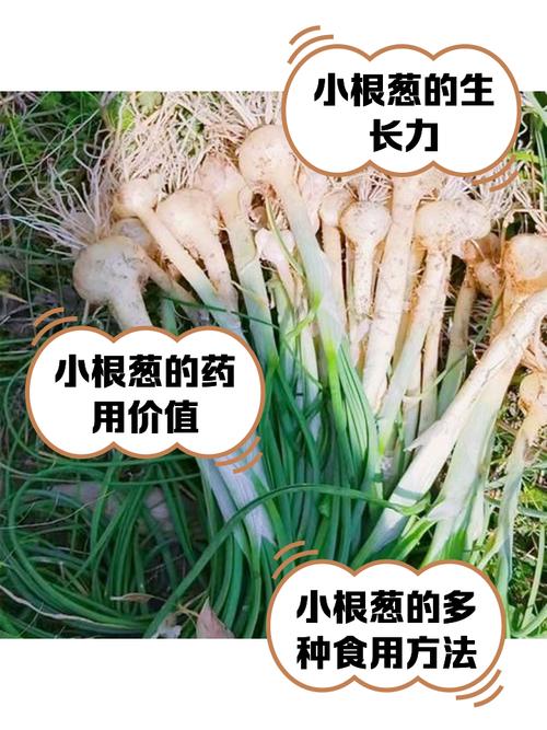 【米勒喜欢哪个战队，米勒lol老婆】-第1张图片