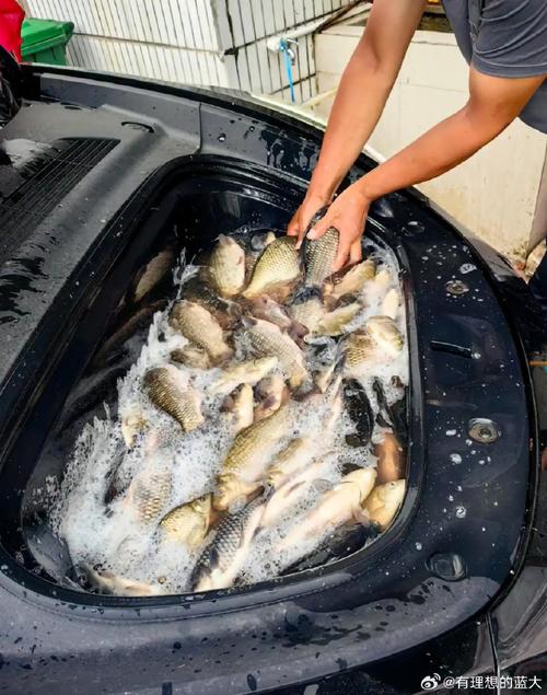 【鱼斯拉需要多少技能点，鱼斯拉打法】-第3张图片