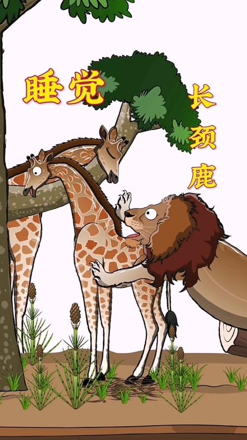 长颈鹿每天睡多长时间,长颈鹿每天大约睡多长时间-第3张图片 长颈鹿每天睡多长时间,长颈鹿每天大约睡多长时间-第3张图片
