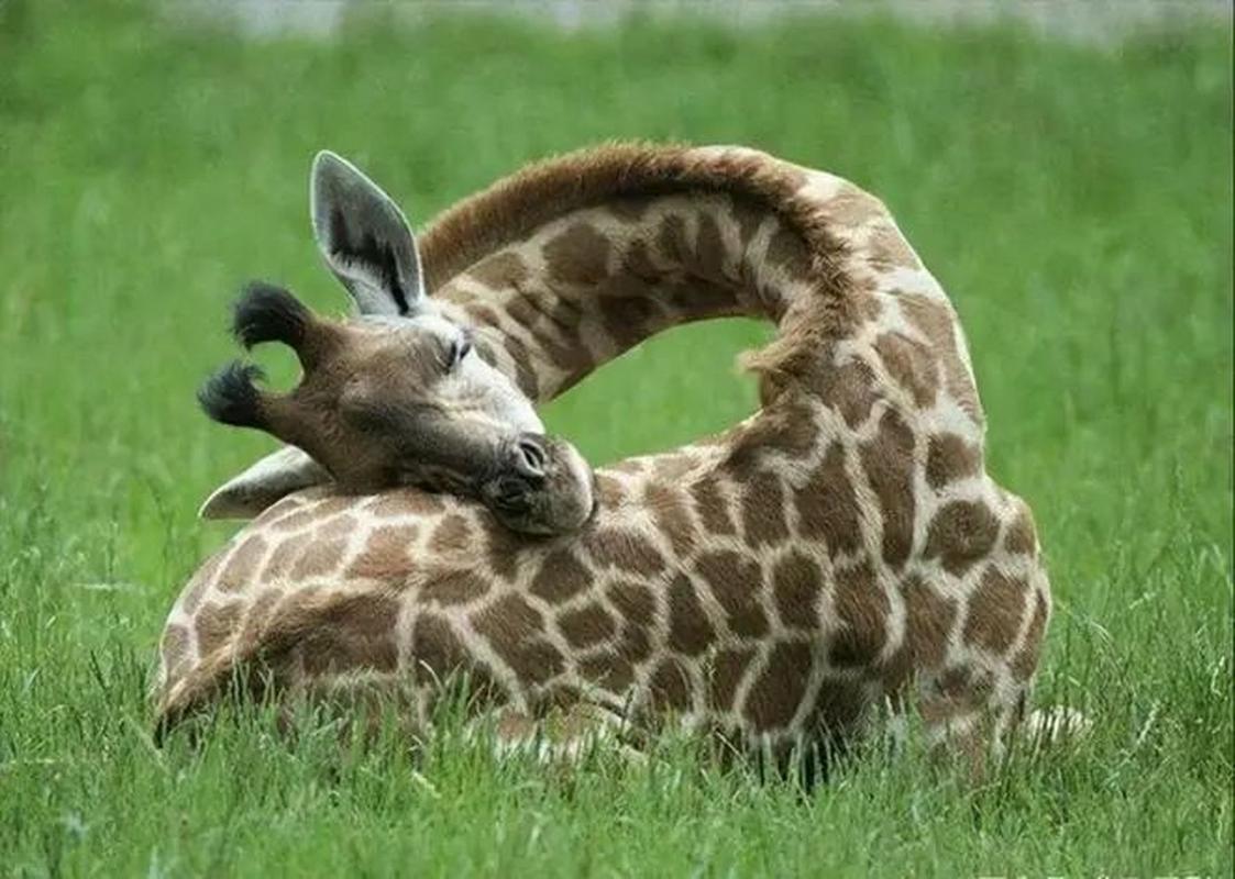 长颈鹿每天睡多长时间,长颈鹿每天大约睡多长时间-第6张图片 长颈鹿每天睡多长时间,长颈鹿每天大约睡多长时间-第6张图片