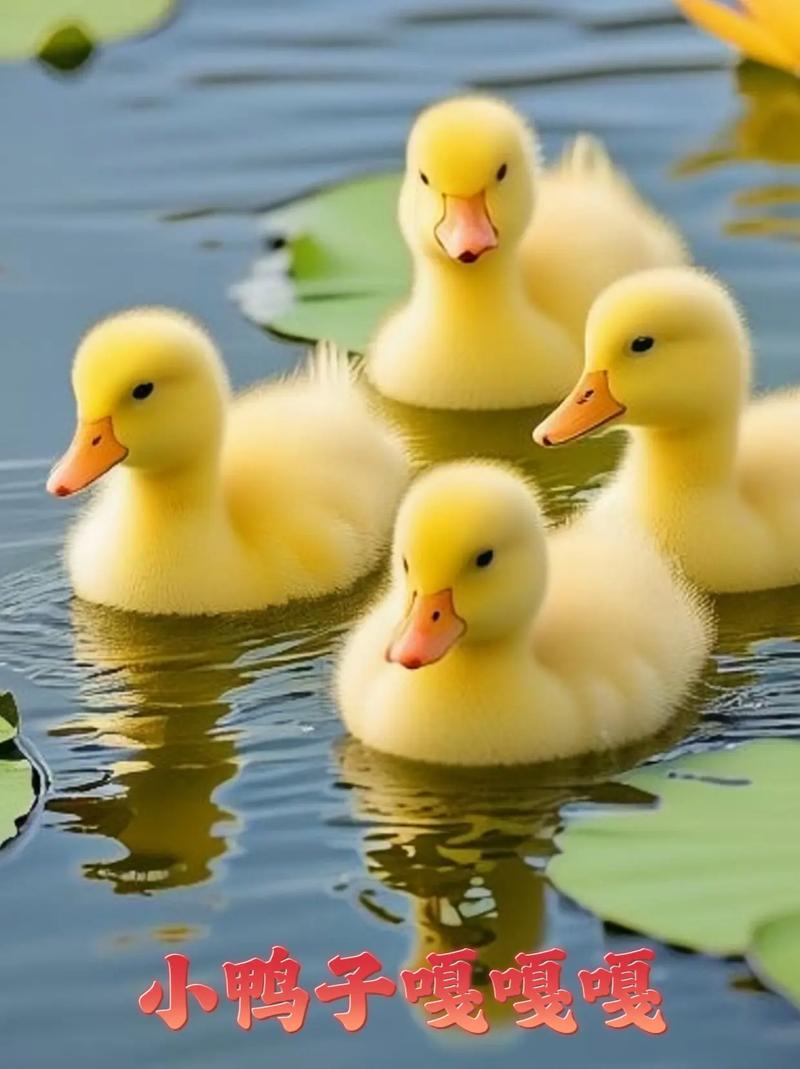 为什么叫理鸭/理鸭什么时候扩充-第1张图片