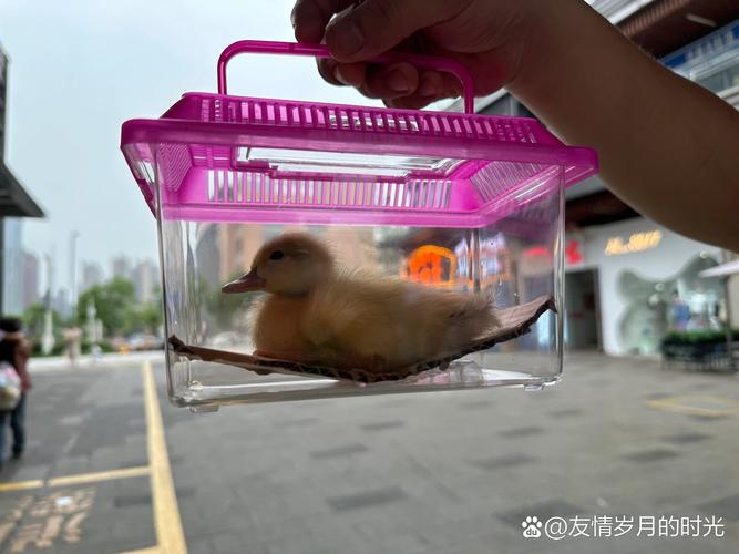 为什么叫理鸭/理鸭什么时候扩充-第2张图片