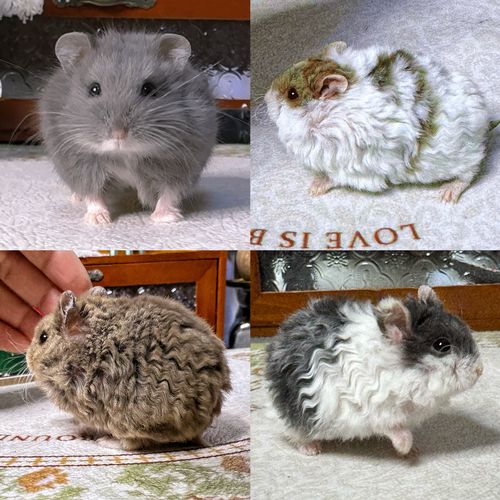 侏儒鼠的寿命一般是多少,侏儒鼠的费用-第1张图片 侏儒鼠的寿命一般是多少,侏儒鼠的费用-第1张图片