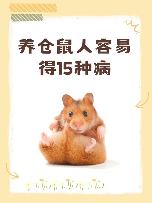 侏儒鼠的寿命一般是多少,侏儒鼠的费用-第4张图片 侏儒鼠的寿命一般是多少,侏儒鼠的费用-第4张图片