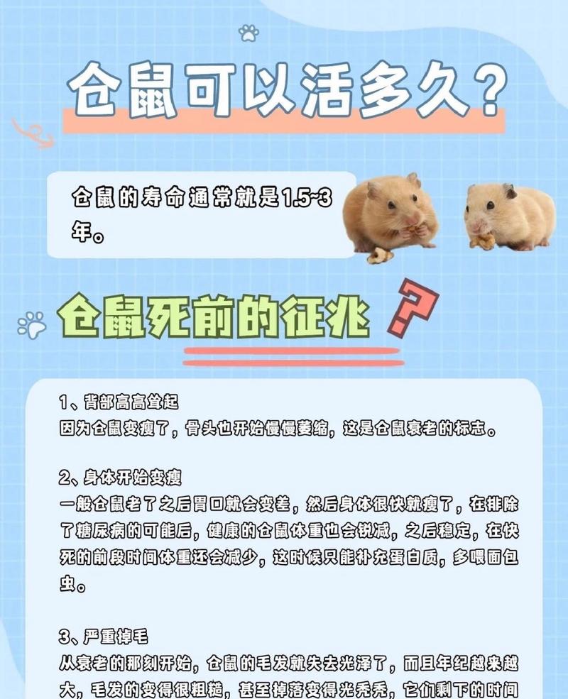 侏儒鼠的寿命一般是多少,侏儒鼠的费用-第5张图片 侏儒鼠的寿命一般是多少,侏儒鼠的费用-第5张图片