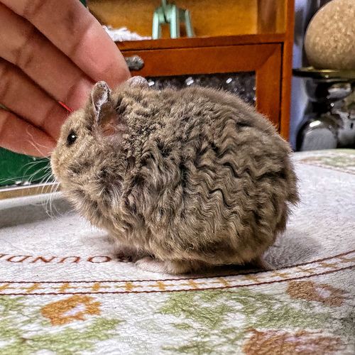 侏儒鼠的寿命一般是多少,侏儒鼠的费用-第6张图片 侏儒鼠的寿命一般是多少,侏儒鼠的费用-第6张图片