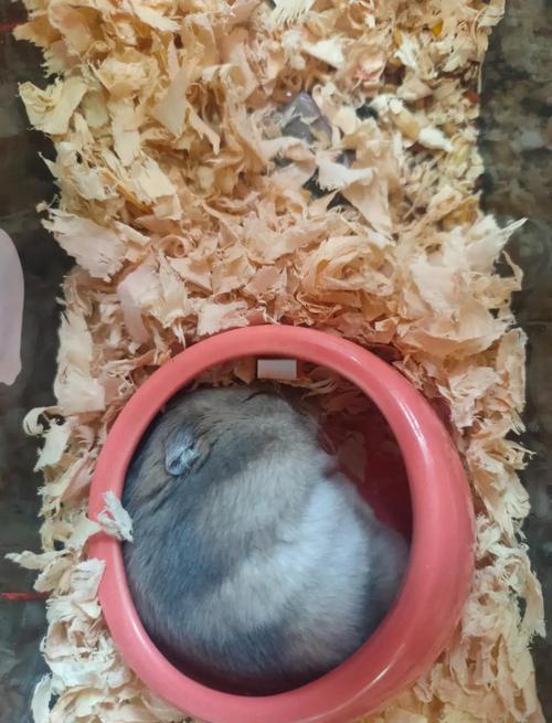 侏儒鼠的寿命一般是多少,侏儒鼠的费用-第7张图片 侏儒鼠的寿命一般是多少,侏儒鼠的费用-第7张图片