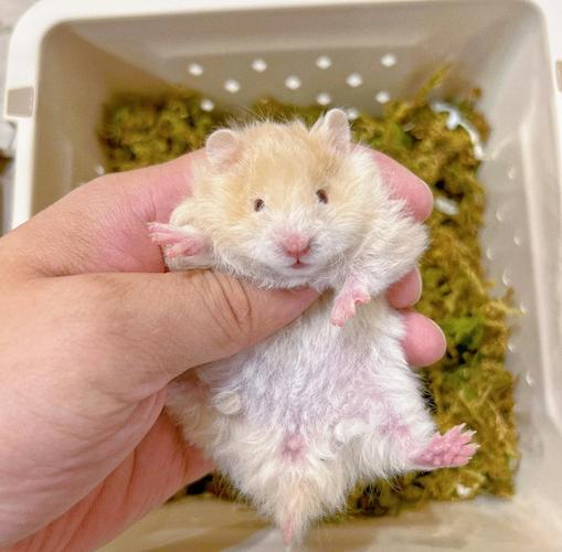 侏儒鼠的寿命一般是多少,侏儒鼠的费用-第9张图片 侏儒鼠的寿命一般是多少,侏儒鼠的费用-第9张图片