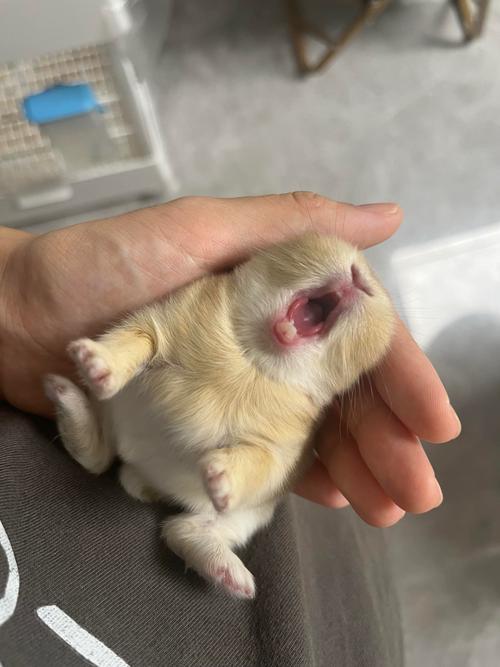 侏儒鼠的寿命一般是多少,侏儒鼠的费用-第8张图片 侏儒鼠的寿命一般是多少,侏儒鼠的费用-第8张图片