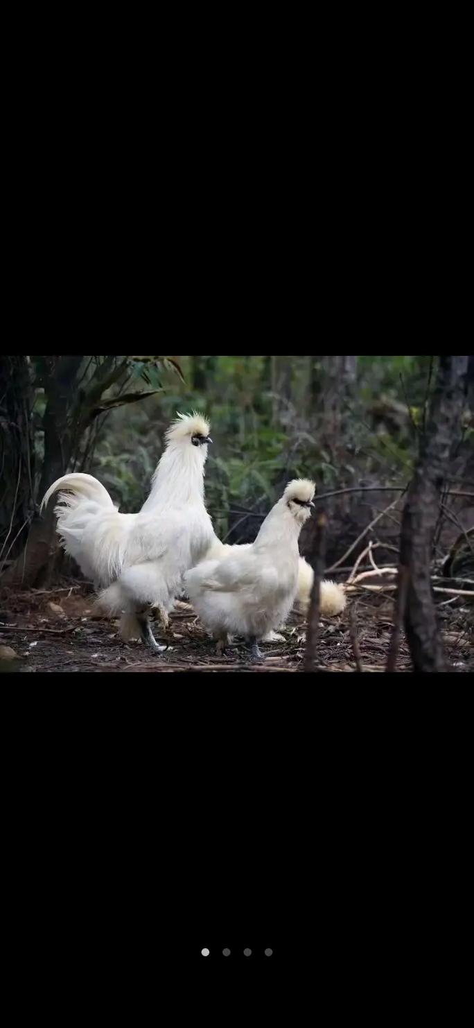【适合乌鸡的传说装备是什么,乌鸡带什么神话】-第5张图片 【适合乌鸡的传说装备是什么,乌鸡带什么神话】-第5张图片