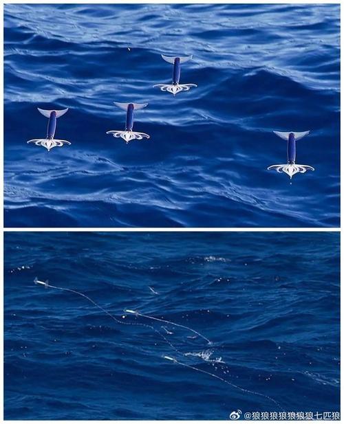 潜水录像设备-潜水摄影器材-第3张图片 潜水录像设备-潜水摄影器材-第3张图片