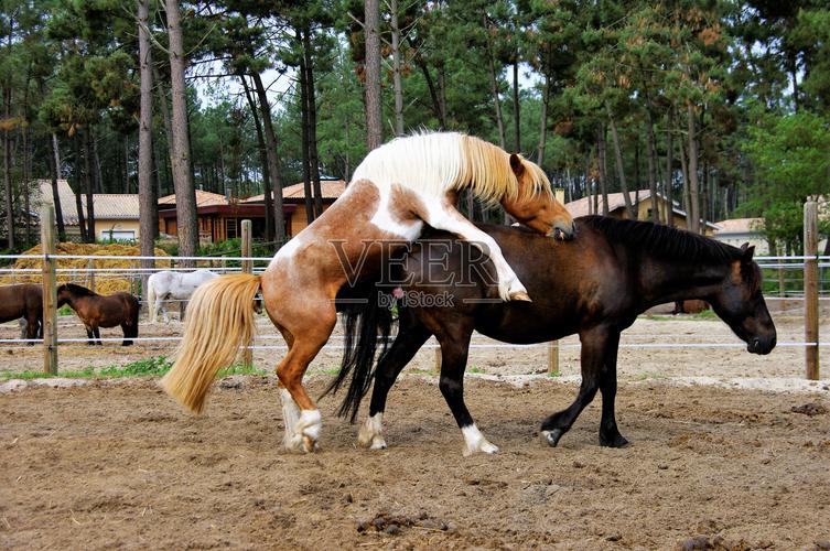 黑色沙漠在哪换马，黑色沙漠在哪买马-第1张图片