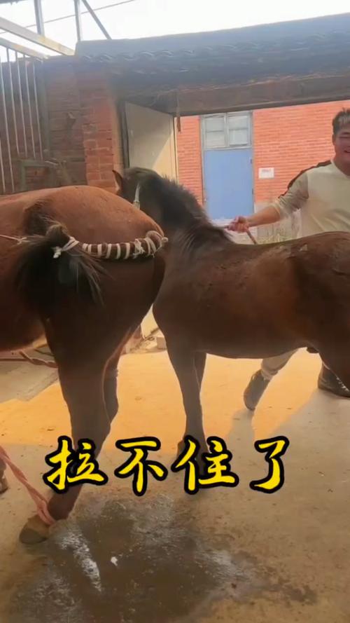 黑色沙漠在哪换马，黑色沙漠在哪买马-第5张图片