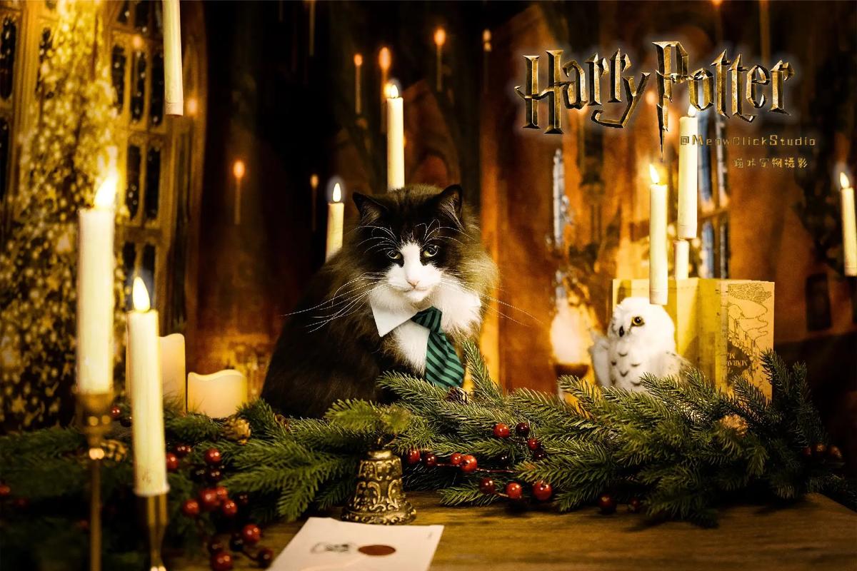 关于“哈利波特装扮搭配”的解答-第6张图片 关于“哈利波特装扮搭配”的解答-第6张图片