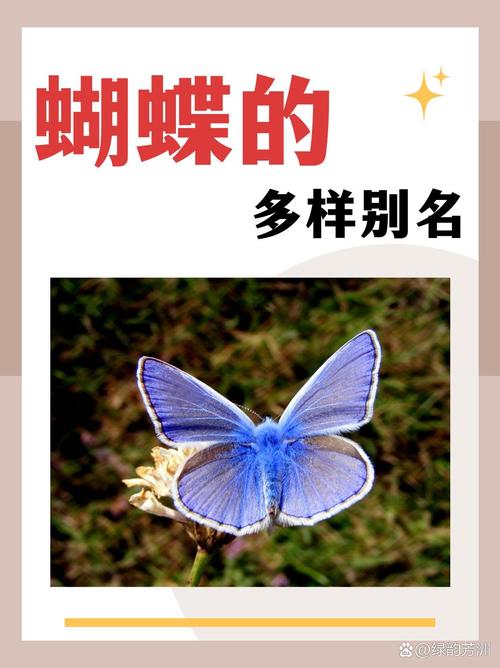 蝴蝶翅膀衣服-蝴蝶翅膀衣服图片